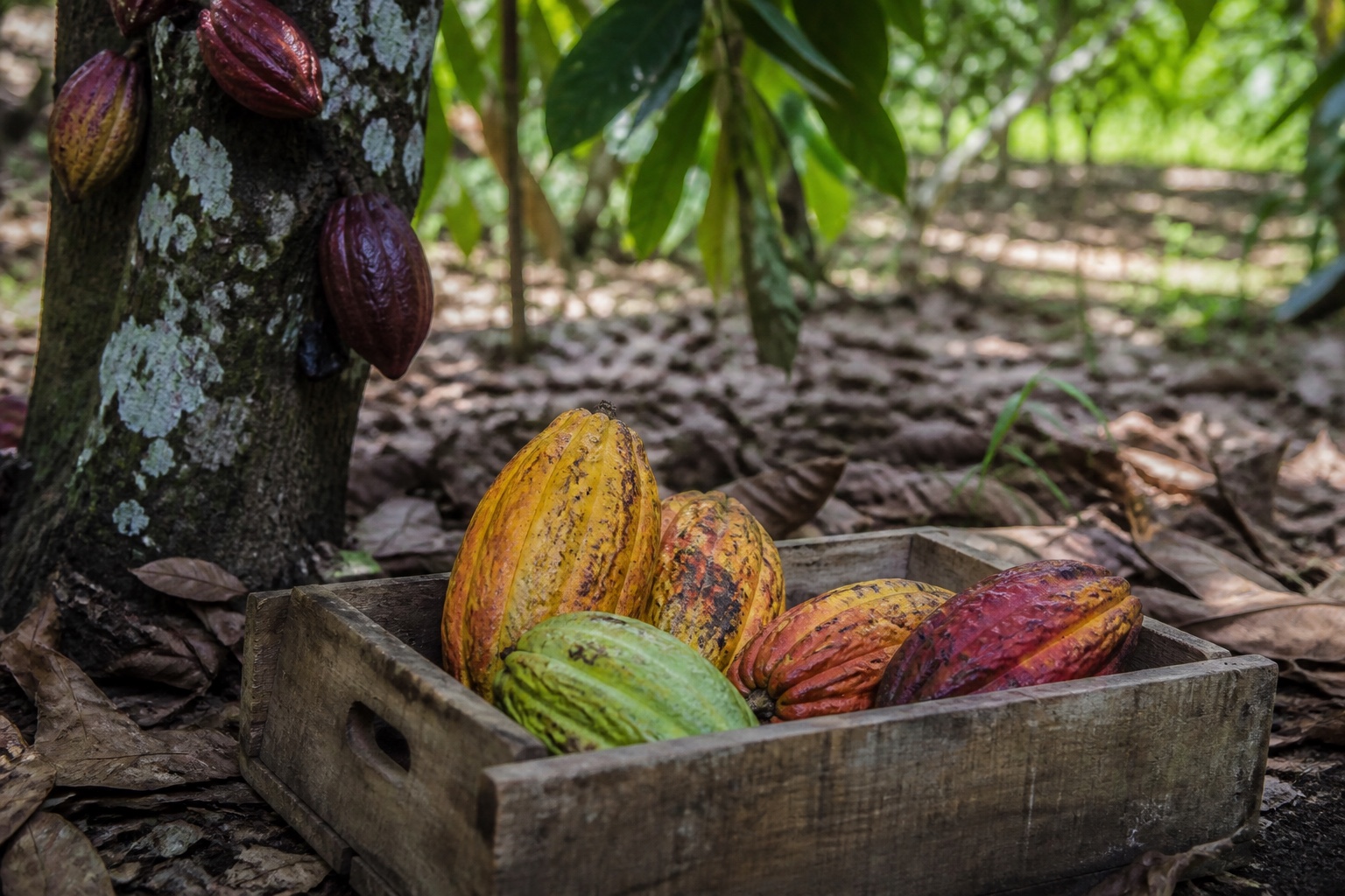 Ripe cacao pods