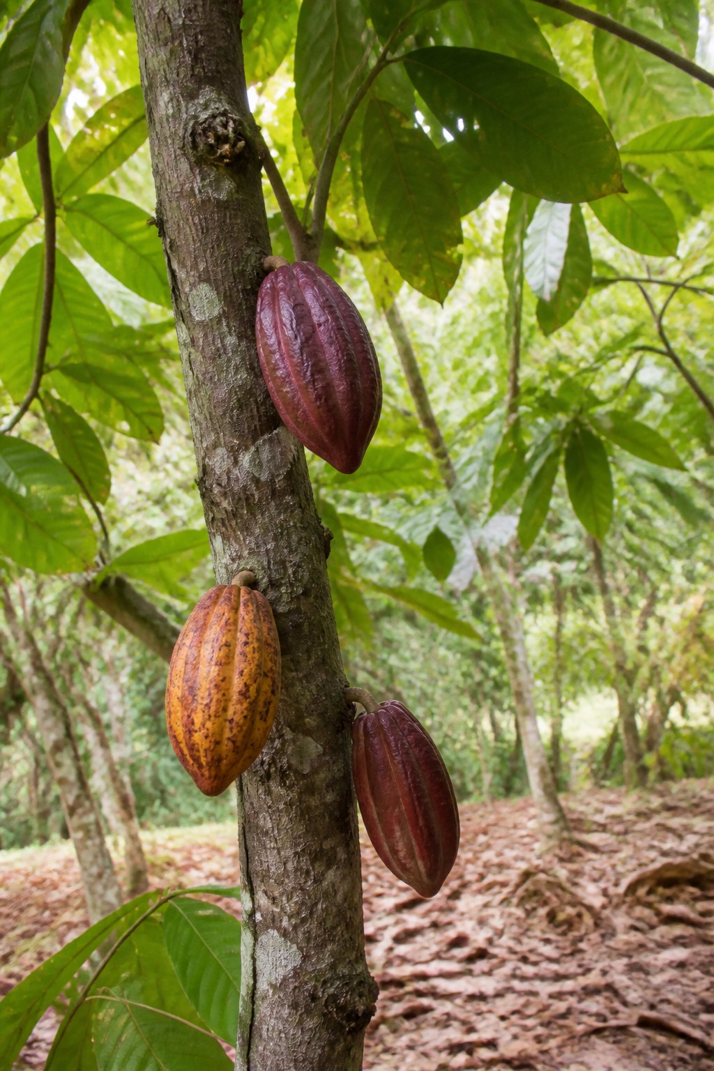Cacao tree bearing pods on a tropical plantation